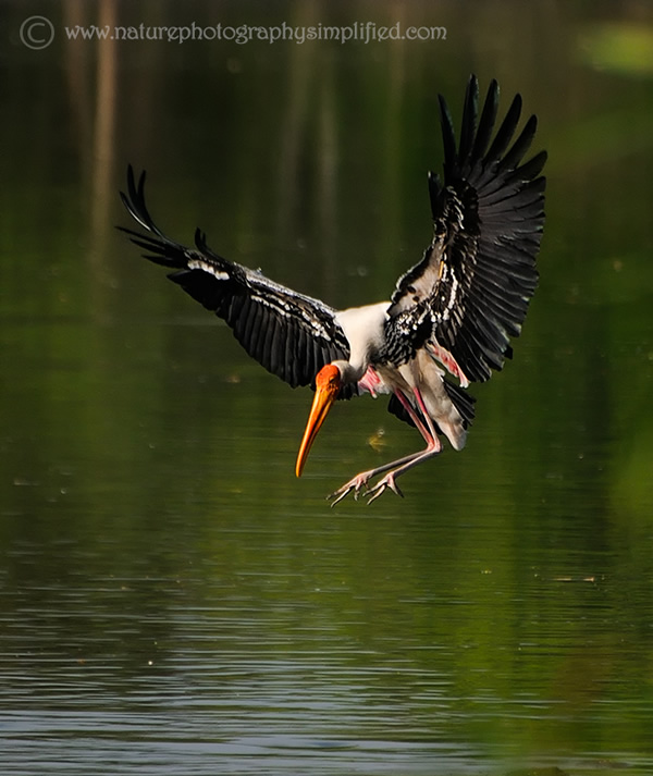 10 Tips to Capture Amazing Photographs of Birds in Flight - 121Clicks.com