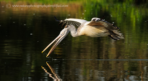 Pelican-Scooping-the-Water-On-The-Fly - 10 Tips to Capture Amazing Photographs of Birds in Flight