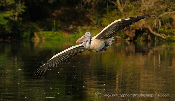 Wide-Spread-Wings-of-a-Pelican-In-Flight - 10 Tips to Capture Amazing Photographs of Birds in Flight