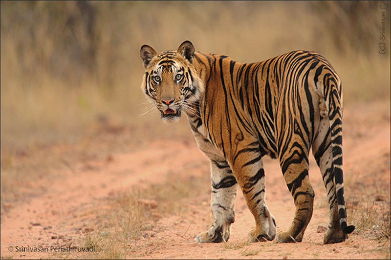 Interview with Wildlife Photographer Srinivasan Periathiruvadi