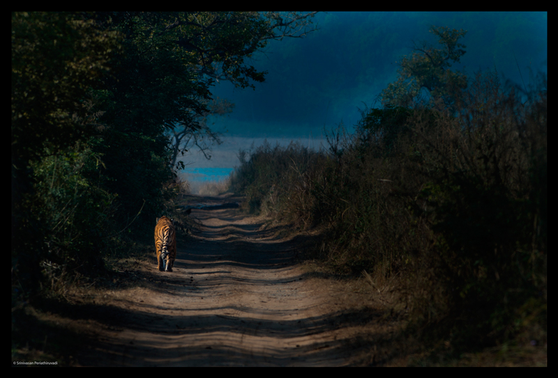 Interview with Wildlife Photographer Srinivasan Periathiruvadi