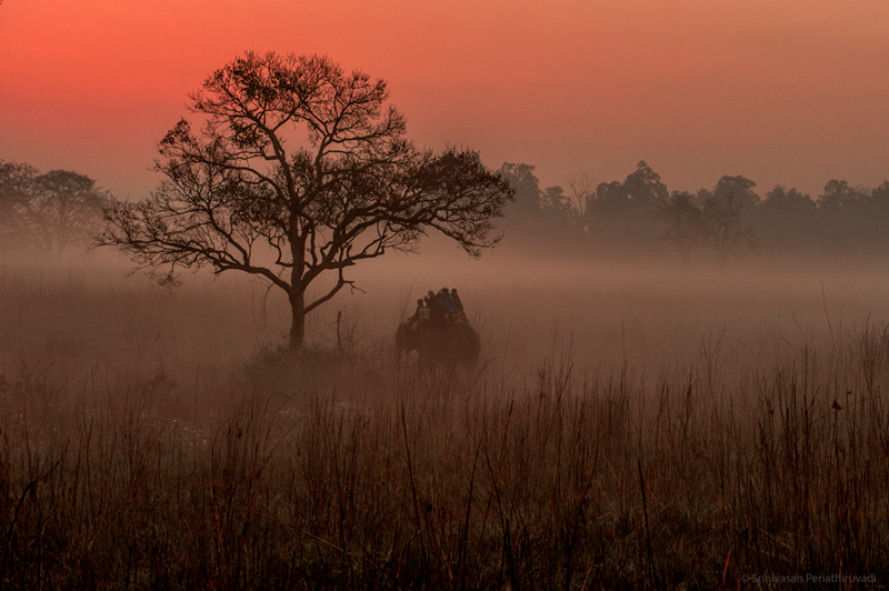 Interview with Wildlife Photographer Srinivasan Periathiruvadi