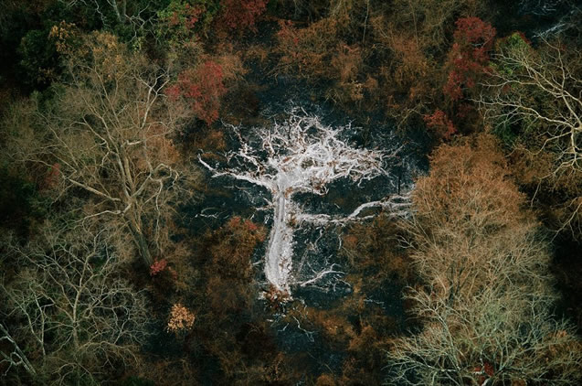 Yann Arthus-Bertrand - Inspiration from Masters of Photography