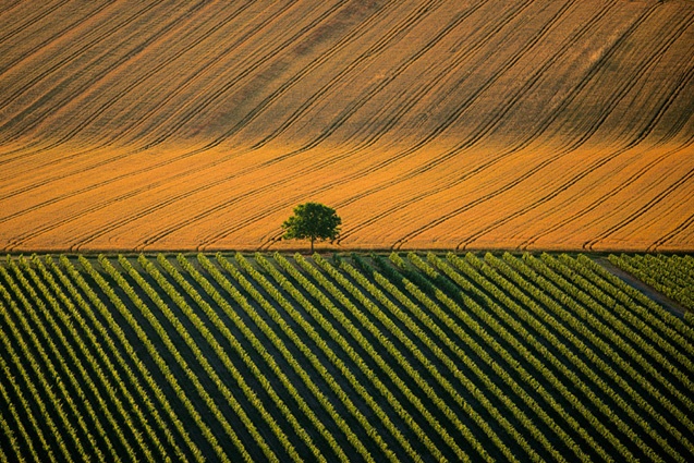 Yann Arthus-Bertrand - Inspiration from Masters of Photography