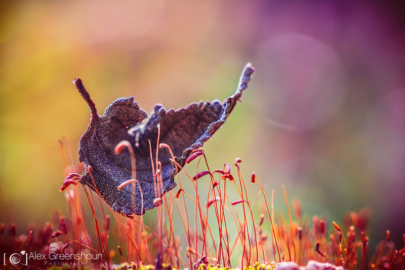 Nature and Macro Photography by Alex Greenshpun