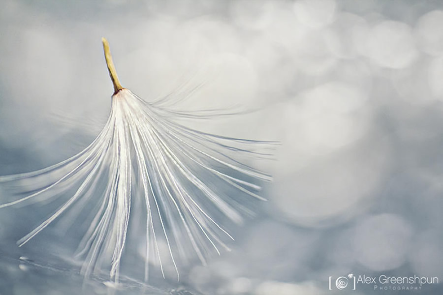 Silence & Beauty in the Simplest forms of Nature by Alex Greenshpun