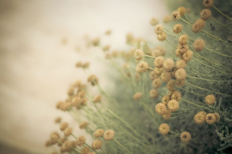 Feel the Springtime - Super soft photographs by Rachel Bellinsky