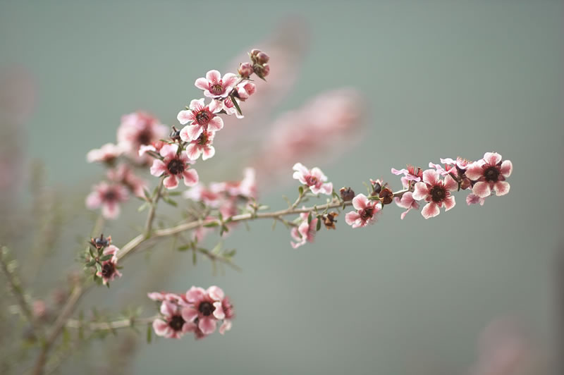 Feel the Springtime - Super soft photographs by Rachel Bellinsky