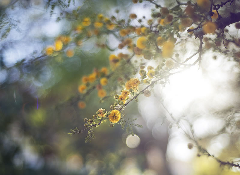 Feel the Springtime - Super soft photographs by Rachel Bellinsky