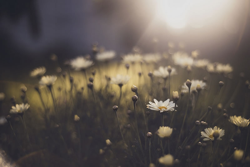 Feel the Springtime - Super soft photographs by Rachel Bellinsky