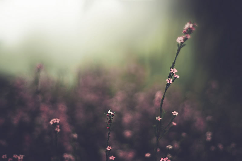 Feel the Springtime - Super soft photographs by Rachel Bellinsky