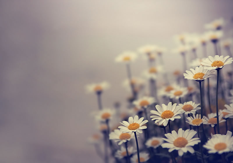 Windswept Dried Daisy Flowers by Stocksy Contributor Rachel Bellinsky -  Stocksy