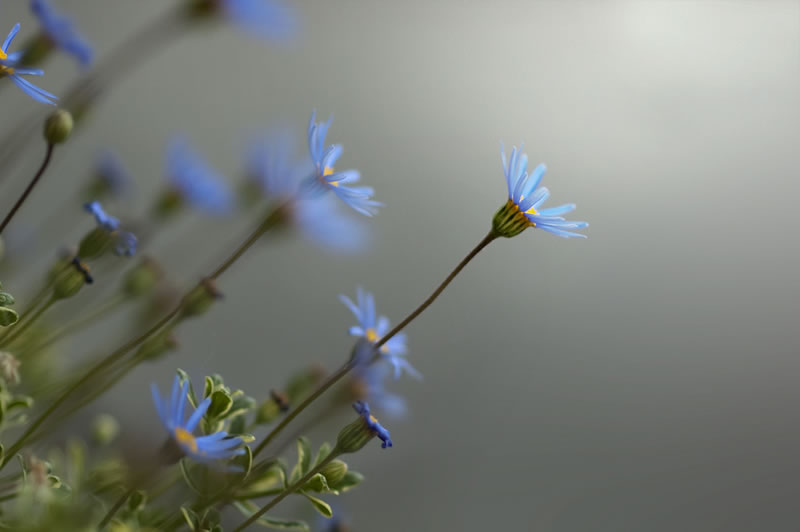 Feel the Springtime - Super soft photographs by Rachel Bellinsky