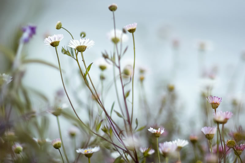 Feel the Springtime - Super soft photographs by Rachel Bellinsky