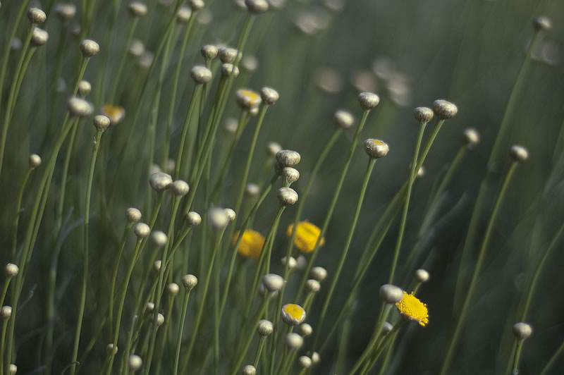 Feel the Springtime - Super soft photographs by Rachel Bellinsky