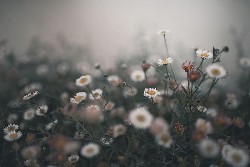 Feel the Springtime - Super soft photographs by Rachel Bellinsky