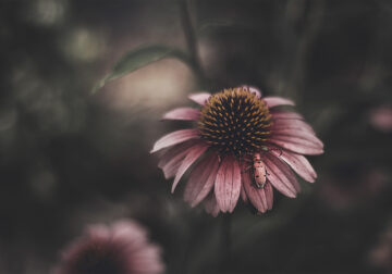 Feel the Springtime – Super soft photographs by Rachel Bellinsky