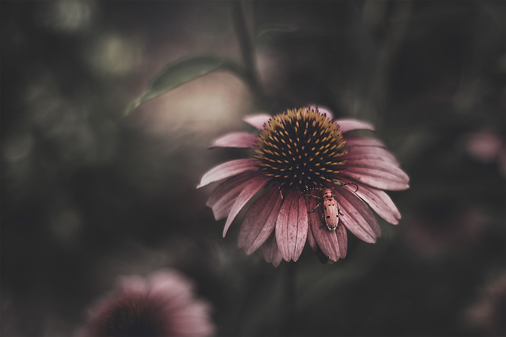 Feel the Springtime – Super soft photographs by Rachel Bellinsky