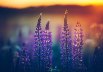 Bokehlicious Patterns of Nature by Joni Niemela