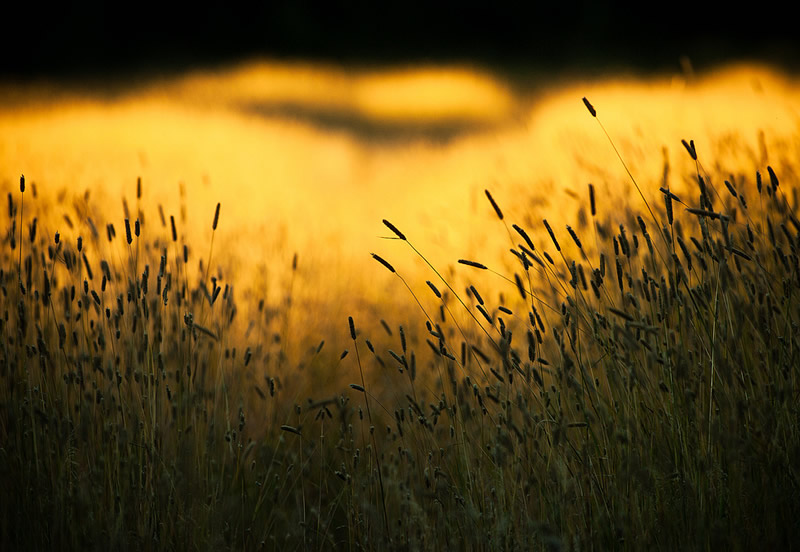 Bokehlicious Patterns of Nature by Joni Niemela