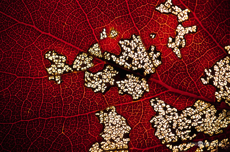 Bokehlicious Patterns of Nature by Joni Niemela