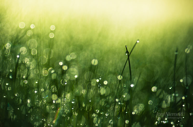 Beautiful Bokeh Photography Tips and Examples