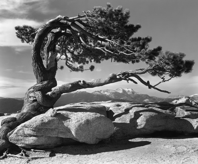 ansel adams photography flower