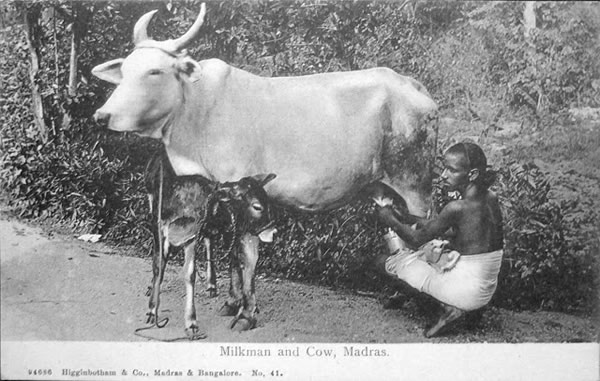 Milkman and Cow - Madras (Chennai)