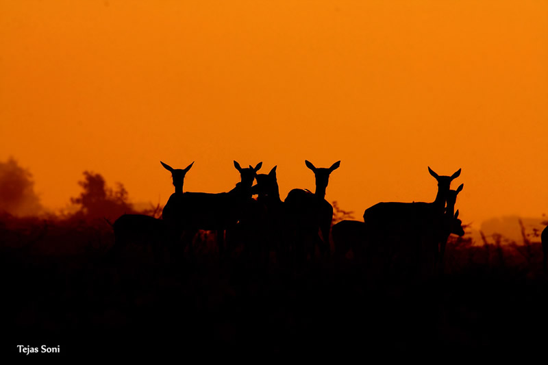 Spotted deer Painting by Tejas Soni