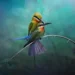 fascinating bird photography