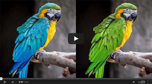 How to Adjust Specific Colors with Hue & Saturation Adjustment Layers in Photoshop
