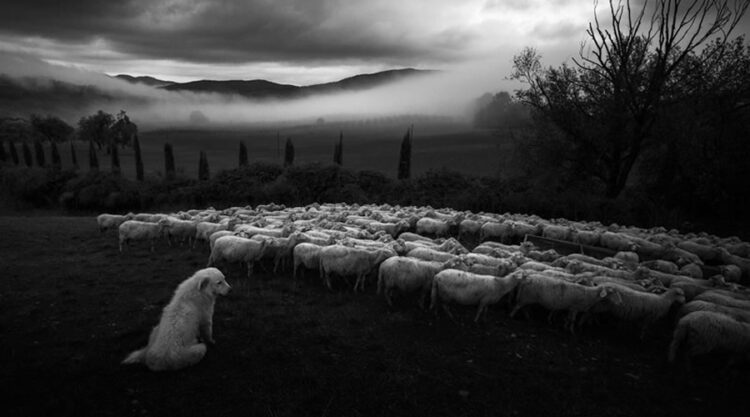 Marco Sgarbi shoots a flock of sheep & a shepherd dog, the pictures are simply mindblowing