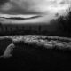 Marco Sgarbi shoots a flock of sheep & a shepherd dog, the pictures are simply mindblowing