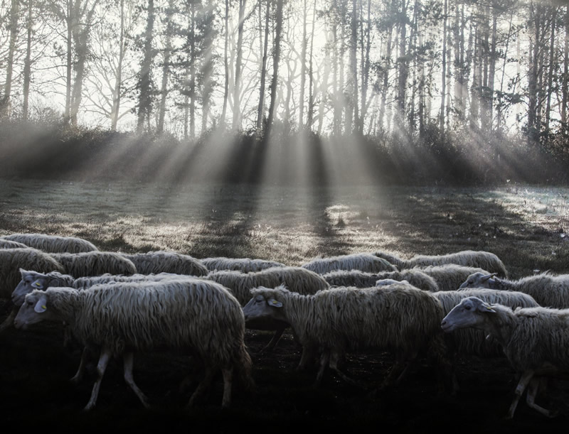 Marco Sgarbi shoots a flock of sheep and a shepherd dog, the pictures are simply mindblowing