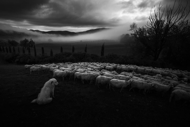 Marco Sgarbi shoots a flock of sheep and a shepherd dog, the pictures are simply mindblowing