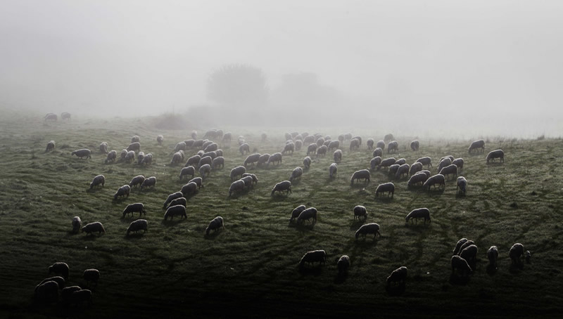 Marco Sgarbi shoots a flock of sheep and a shepherd dog, the pictures are simply mindblowing