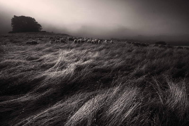 Marco Sgarbi shoots a flock of sheep and a shepherd dog, the pictures are simply mindblowing