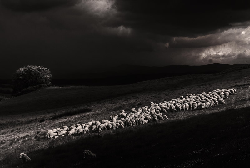 Marco Sgarbi shoots a flock of sheep and a shepherd dog, the pictures are simply mindblowing