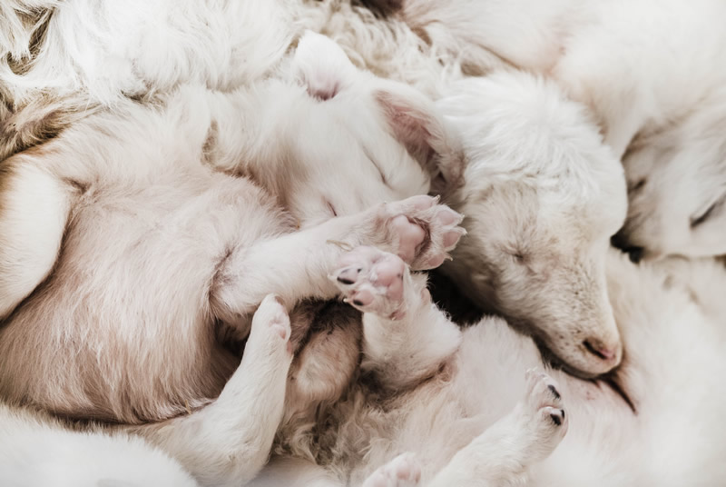 Marco Sgarbi shoots a flock of sheep and a shepherd dog, the pictures are simply mindblowing