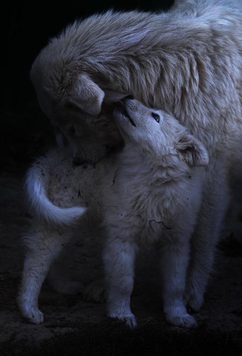 Marco Sgarbi shoots a flock of sheep and a shepherd dog, the pictures are simply mindblowing