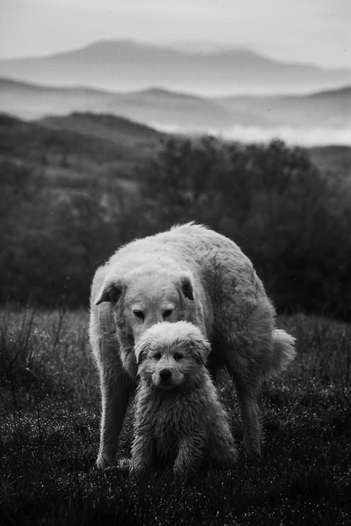 Marco Sgarbi shoots a flock of sheep and a shepherd dog, the pictures are simply mindblowing