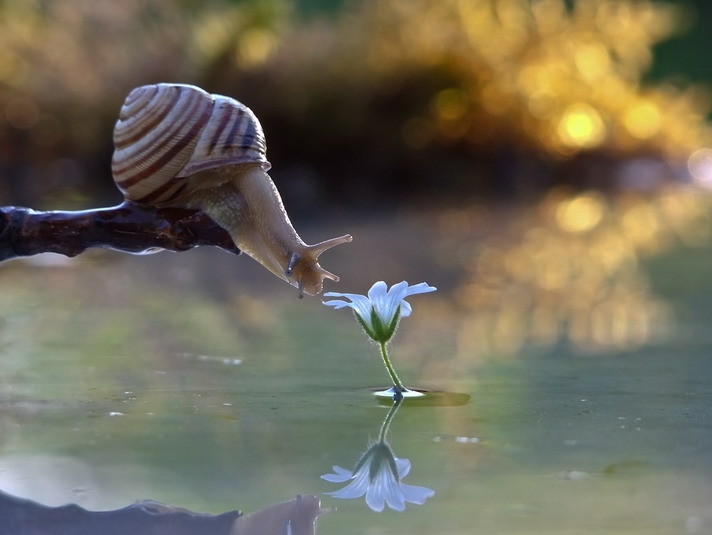 Mindblowing Macro Photography