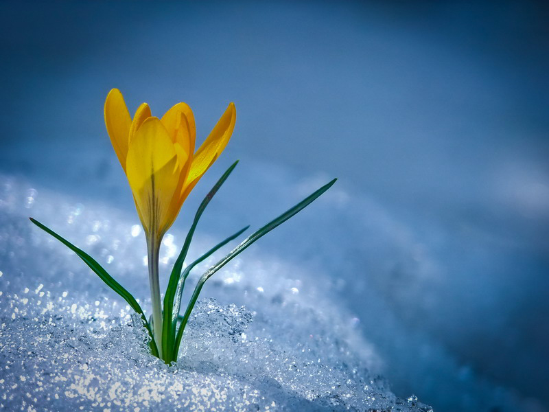 Simply Stunning Macro Photography by Vyacheslav Mishchenko