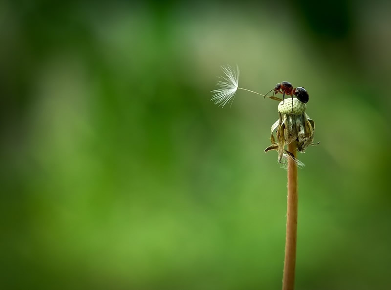 Simply Stunning Macro Photography by Vyacheslav Mishchenko