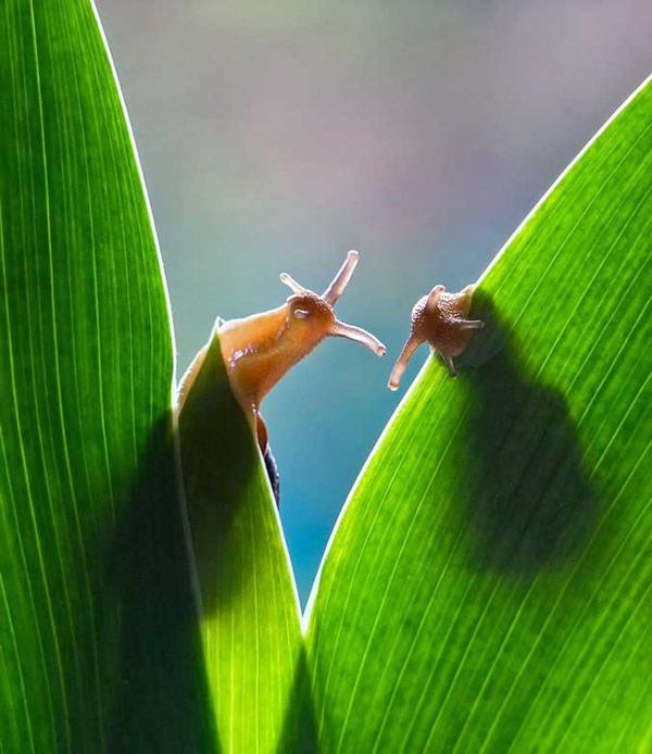 Simply Stunning Macro Photography by Vyacheslav Mishchenko