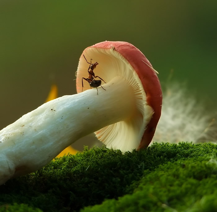 Simply Stunning Macro Photography by Vyacheslav Mishchenko