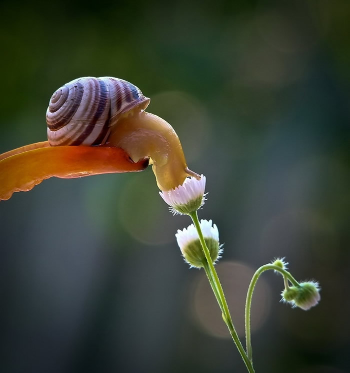 Mindblowing Macro Photography