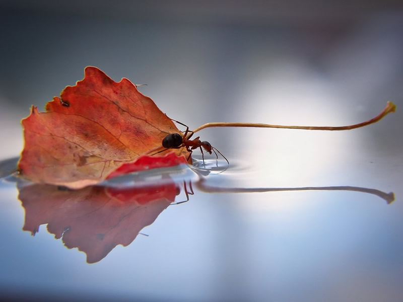 Simply Stunning Macro Photography by Vyacheslav Mishchenko