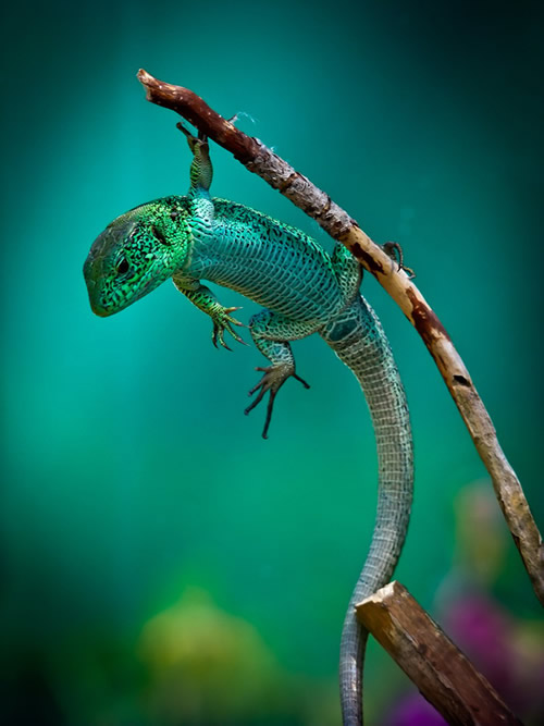 Simply Stunning Macro Photography by Vyacheslav Mishchenko