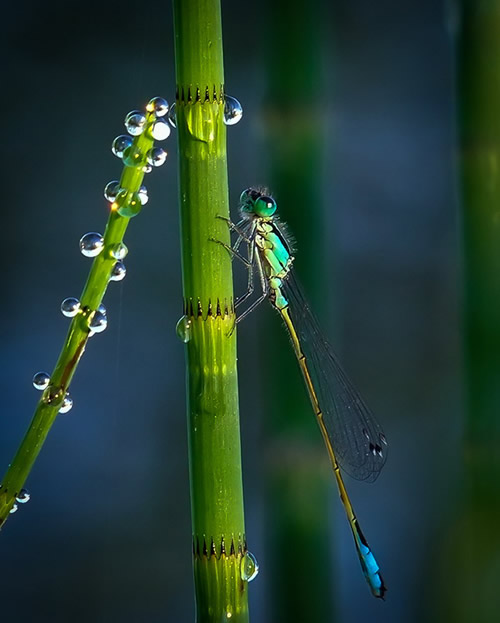 Simply Stunning Macro Photography by Vyacheslav Mishchenko